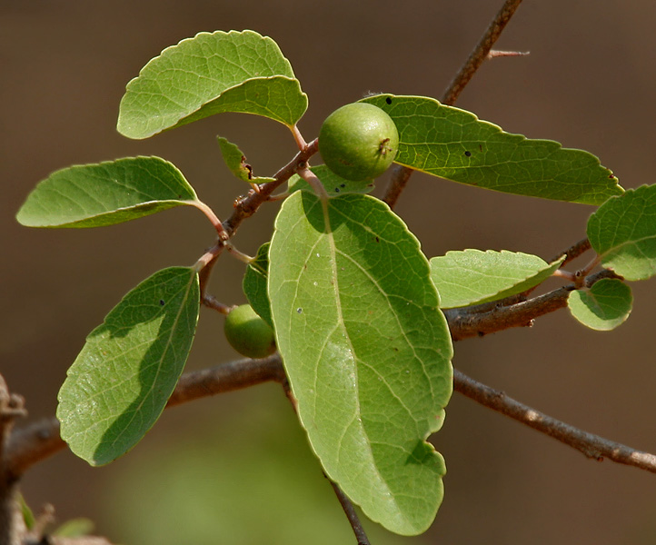 ผล ของ ตะขบ SRC: https://commons.wikimedia.org/wiki/File:Flacourtia_indica_fruit_in_Hyderabad_W_IMG_7482.jpg